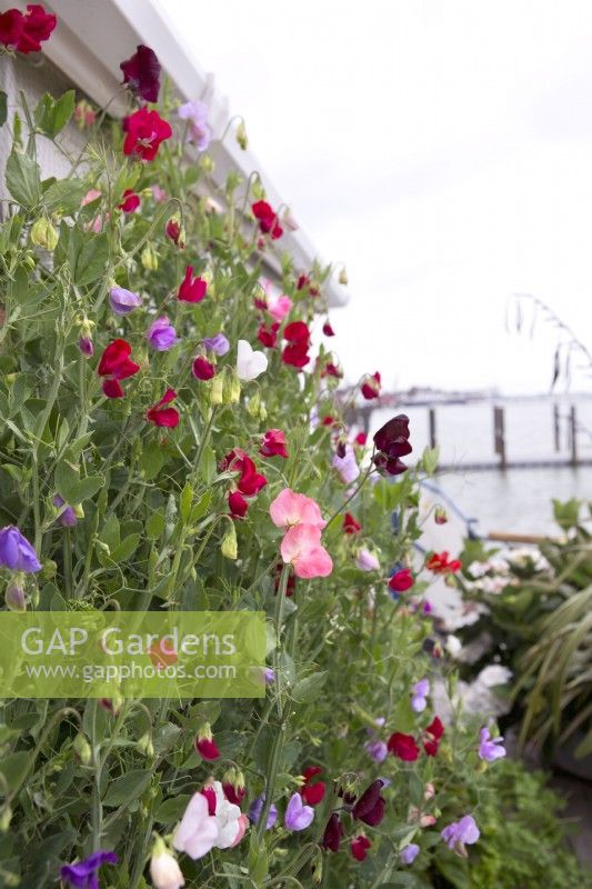 Sweetpeas growing in container on deck on houseboat