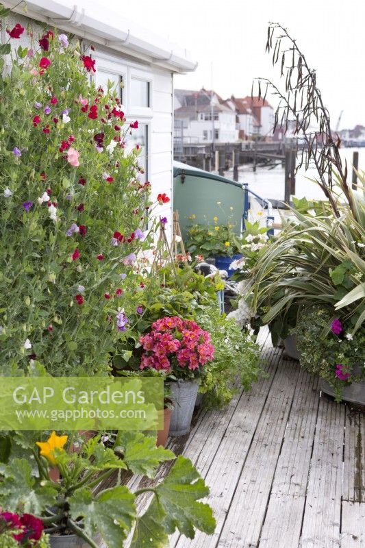 Sweetpeas, courgettes, roses and phormium growing in container on deck of houseboat