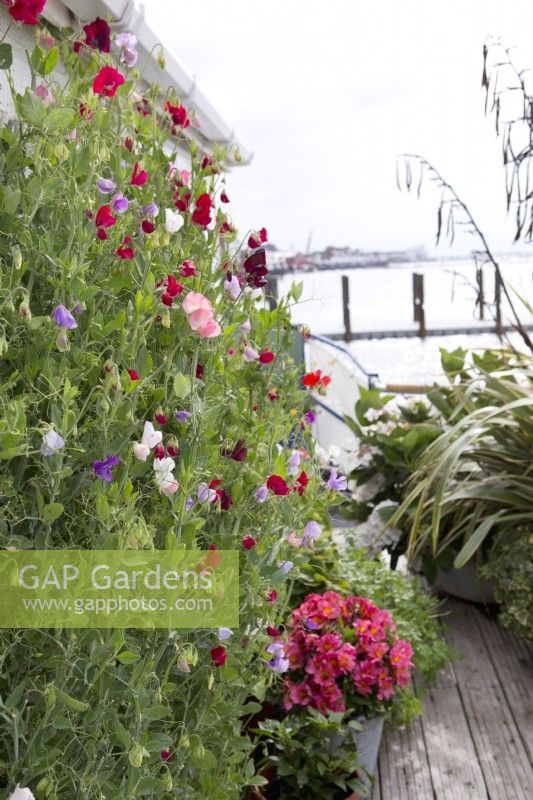 Sweetpeas growing in containers on deck on houseboat