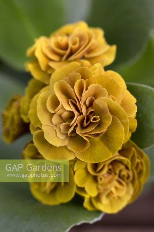 Primula Auricula 'All Gold'
