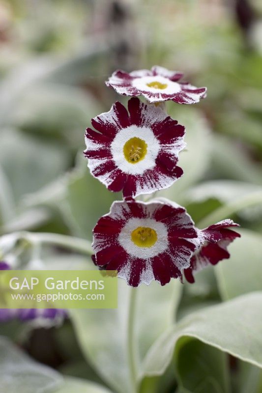 Primula Auricula 'Angela Short'
