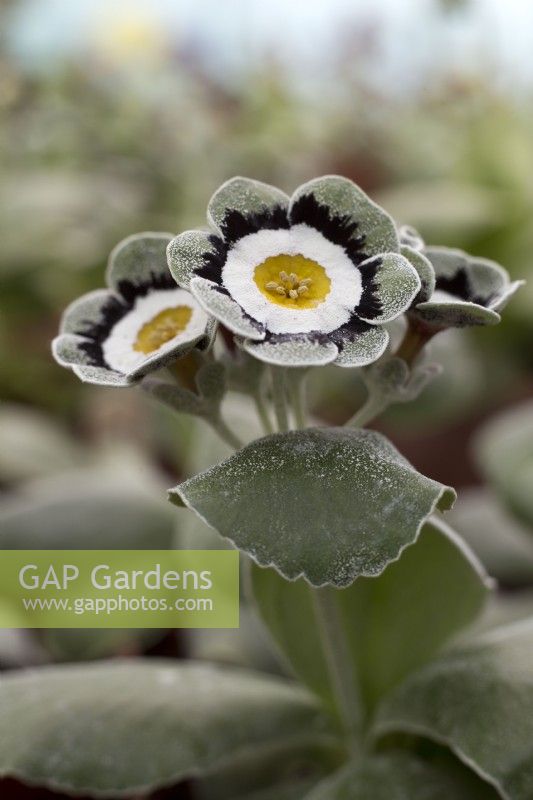 Primula Auricula 'Galatea'
