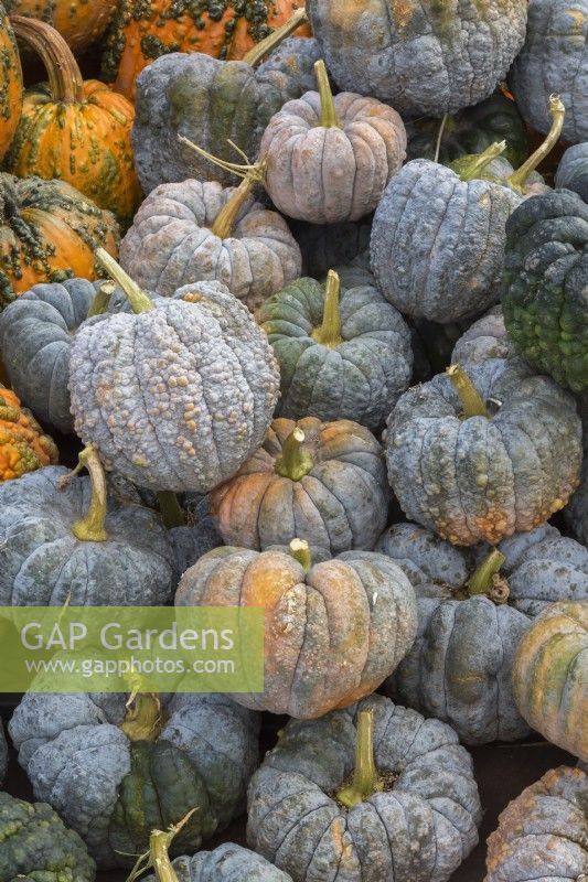 Cucurbita moschata 'Futtsu Black Early' - Squash in autumn - September