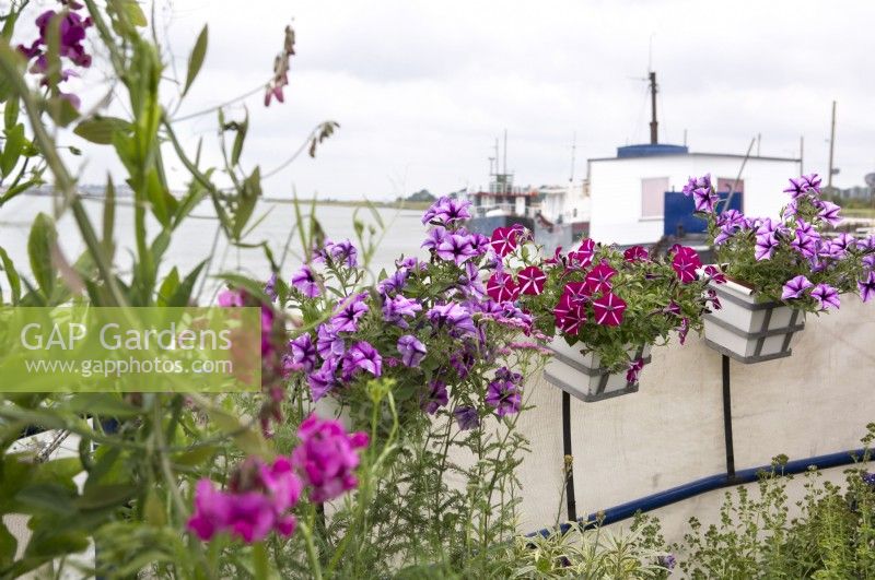Petunias growing in containers on deck of houseboat