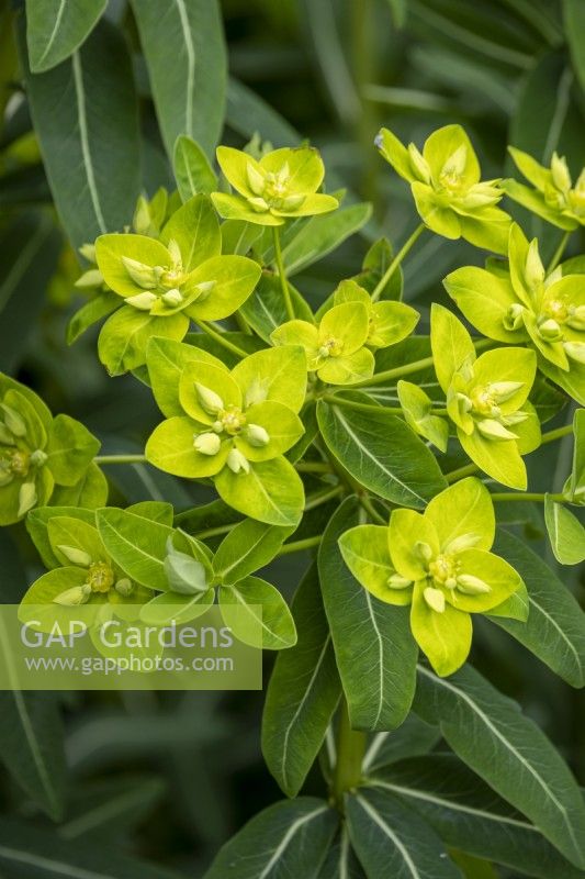 Euphorbia wallichii Hook.f.