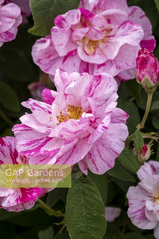 Rosa gallica 'Versicolor'
