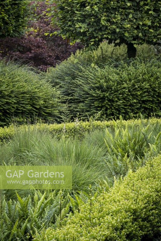 Green border at Rosemoor Gardens with Polystichum munitum fern and Molinia caerulea