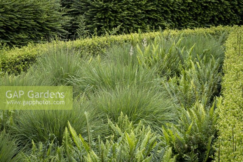 Green border at Rosemoor Gardens with Polystichum munitum fern and Molinia caerulea