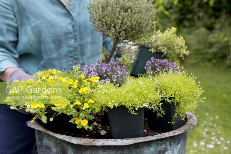 Making an Alpine Container, placing the plants
Thyme 'Doone Valley', Thyme 'Faustini', Thyme 'Peter Davis', Bacopa Mecardonia 'Early Yellow', Sagina aurea
