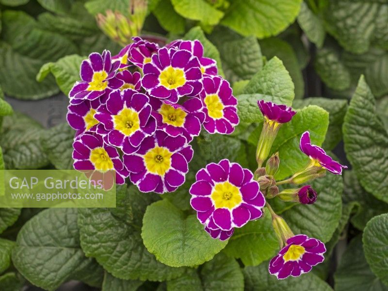 Primula Mr Violet laced mid March Norfolk  