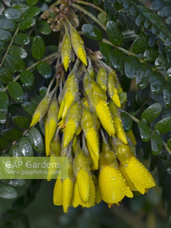 Sophora tetraptera - Kowhai in flower Mid march Norfolk