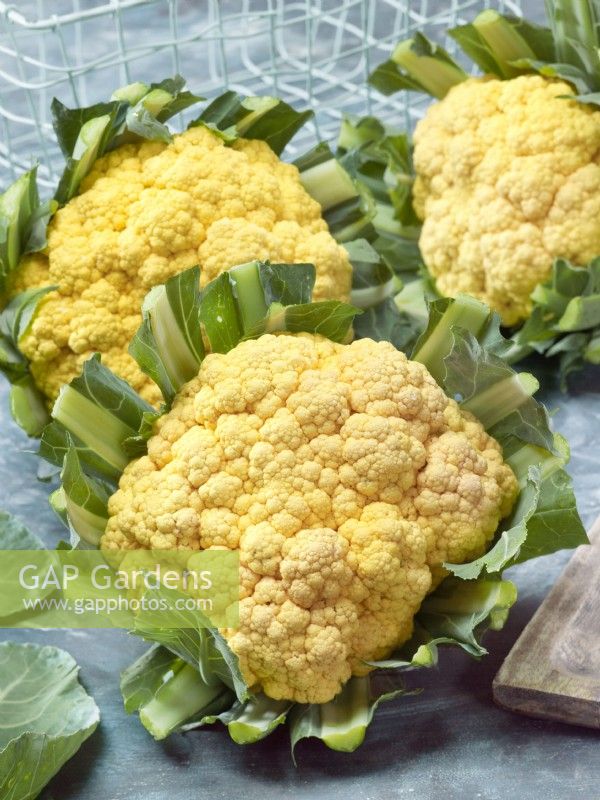 Brassica oleracea var. botrytis Jaffa F1 cauliflower, Autumn October