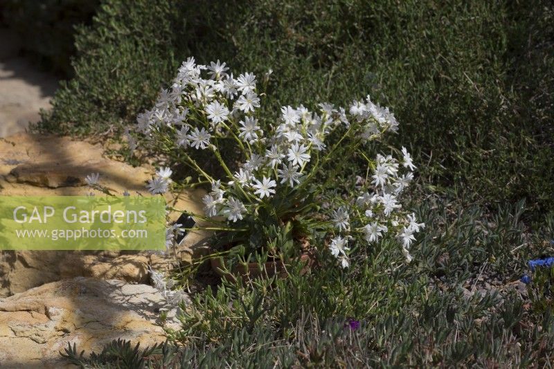 Lewisia cotyledon hybrid