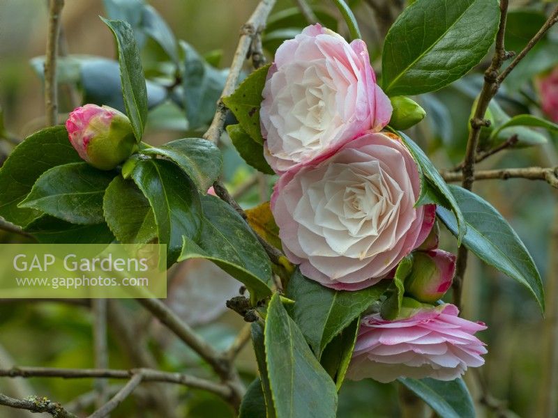 Camellia japonica 'Desire' March Norfolk
