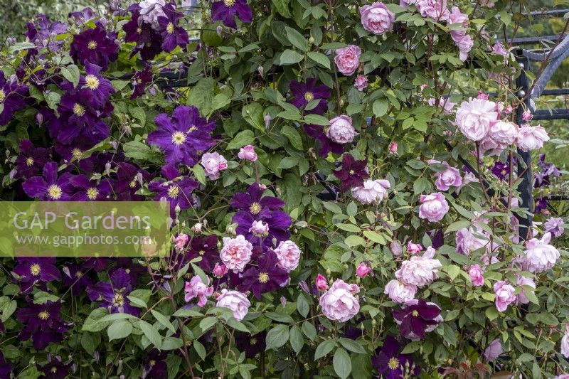 Rosa 'Mortimer Sackler' and Clematis 'Viola' growing up arch