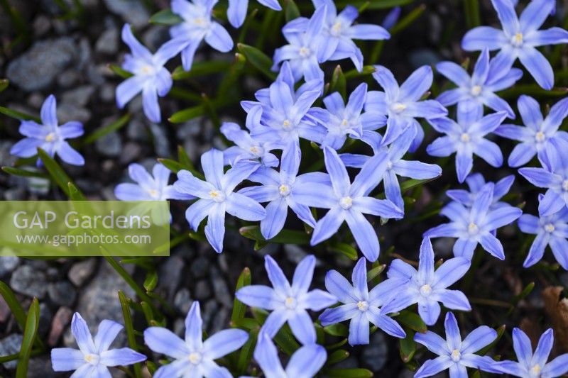 Close up of spring flowers, Scilla forbesii 