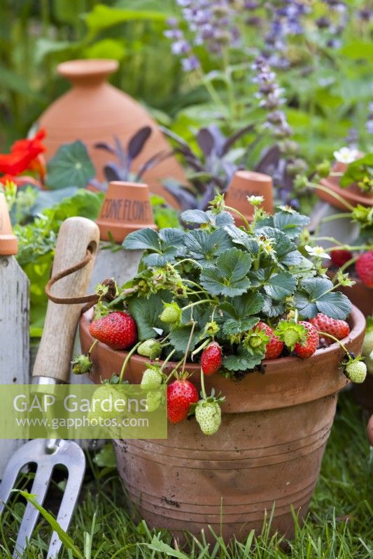 Pot grown strawberry.