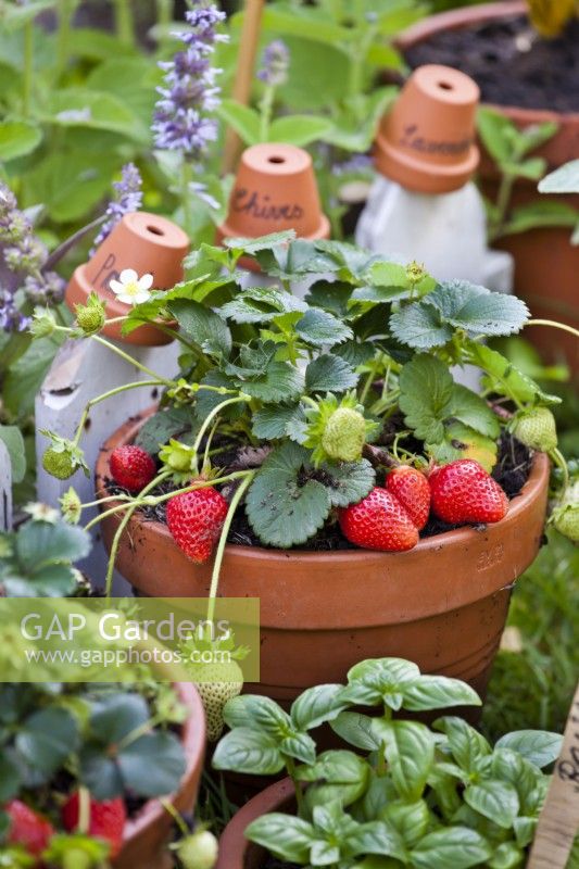 Pot grown herbs and strawberries.