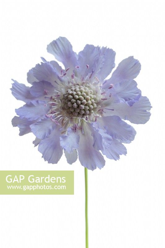 Scabiosa caucasica 'Perfecta Blue' on white background