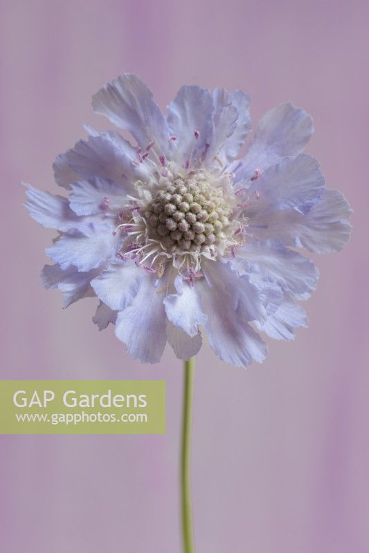 Scabiosa caucasica 'Perfecta Blue' on pale purple background 