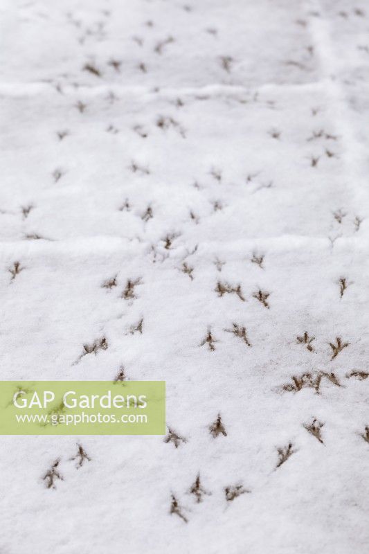 Bird footprints on snow covered surface
