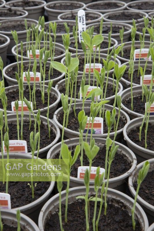 Sweet peas seedlings 'mixed' variety grow in small pots in a small commercial nursery with empty plant pots behind. Spring. 