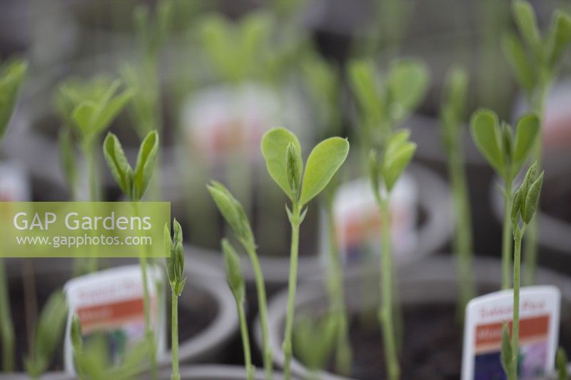 Sweet pea seedlings with selective focus grow in a commercial nursery, spring. 
