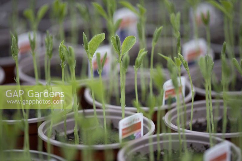 Sweet pea 'mixed variety' seedlings grow in a  commercial nursery. Selective focus. Spring.