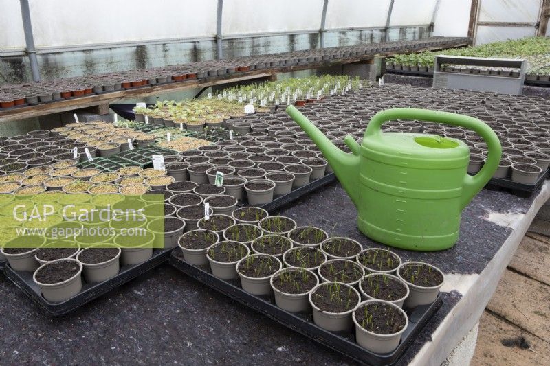 A variety of plant pots with various seedlings with a watering can in the foreground in a commercial nursery. Spring. 