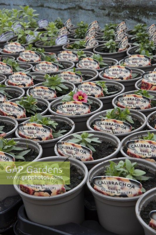 Calibrachoa Conga Orange Trend seedlings in small plant pots in a commercial nursery with two flowering. Spring.