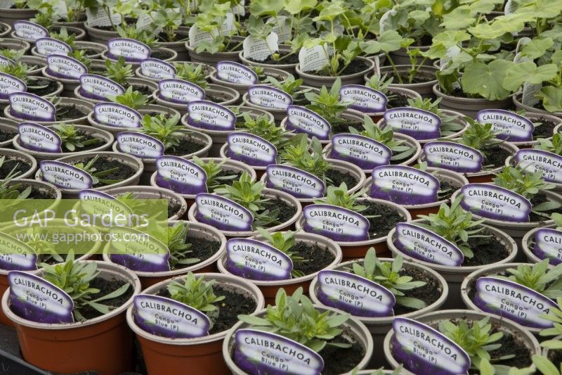 A variety of small plant pots with young plants calibrachoa Congo Blue in a commercial nursery. 