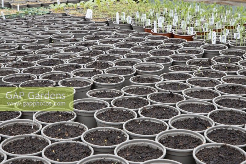 Small plant pots wait for seeds to be sown in a  commercial nursery with various geldings in the background. Spring. 