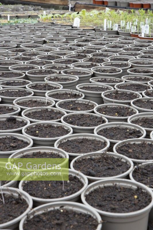 Small plant pots wait for seeds to be sown in a  commercial nursery with various geldings in the background. Spring. 