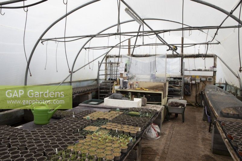 An array of seedlings of varying types on the left and plant pots ready for sowing on the right and plant pots under a wire screen to prevent mouse damage within a commercial nursery poly tunnel. Watering can in background with potting bench. Spring. 