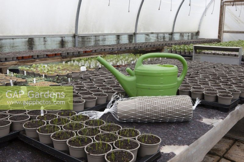 A watering can and bulk net of plant pots sit in the middle of plant pots containing various seedlings in a poly tunnel. Commercial nursery. Spring. 