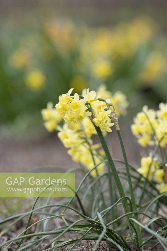 Narcissus 'Angels whisper' - Minature daffodil