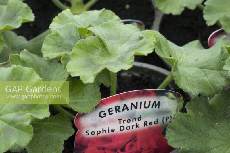 Young geranium 'Trend Sophie Dark Red'' plant with label. Spring.