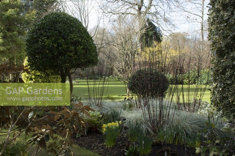 Grasses and dogwood in a border in John's Garden at Ashwood Nurseries - Kingswinford - Spring