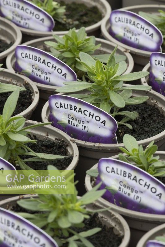 Young Calibrachoa 'Conga Blue' plants in small plant pots in a  commercial nursery. Spring. 