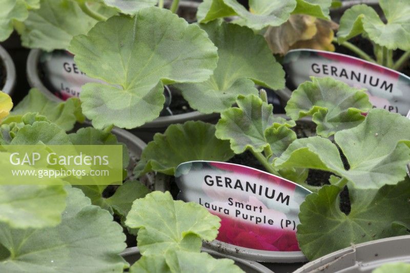 Young geranium 'Smart Laura Purple' plant with label. Spring.