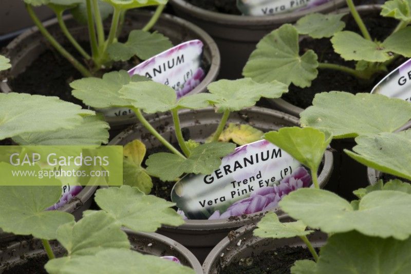Young geranium 'Trend Vera Pink Eye' plants in pots in a nursery. Spring. 