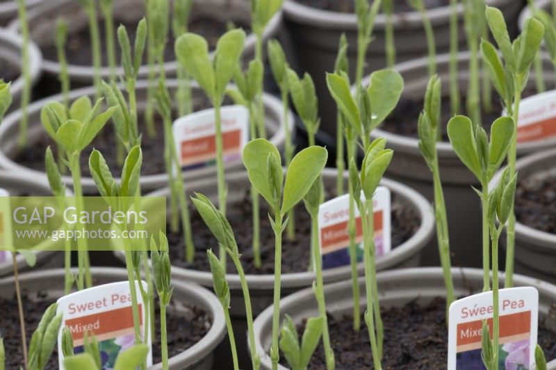 Sweet peas seedlings 'mixed' variety grow in small pots in a small commercial nursery. Spring. 