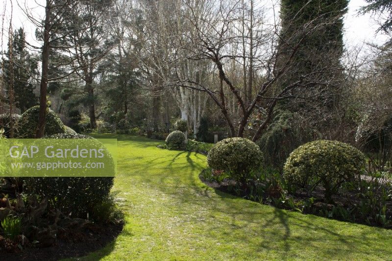 Borders with evergreen shrubs in John's Garden at Ashwood Nurseries - Kingswinford - Spring