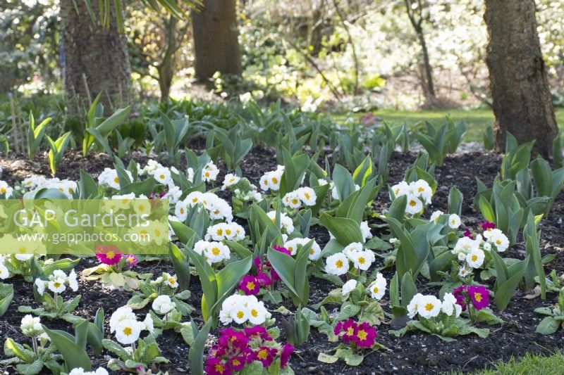 Primulas in John's Garden at Ashwood Nurseries - Kingswinford - Spring