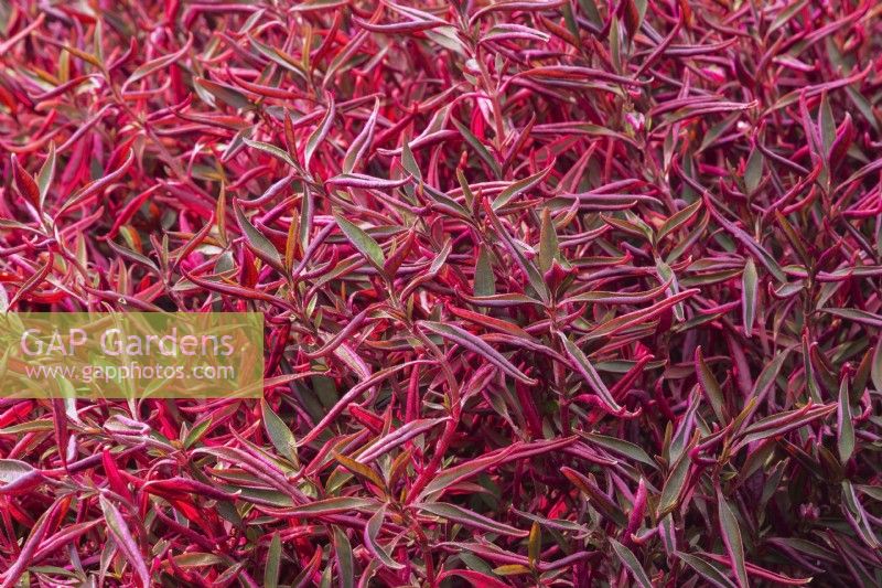 Alternanthera ficoidea 'Red Threads' - Joseph's Coat growing inside commercial nursery - September
