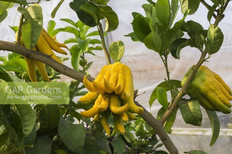 Citrus medica var. sarcodactylis - Buddha's Hand or Fingered Citron fruit tree growing inside commercial greenhouse, Quebec, Canada - September