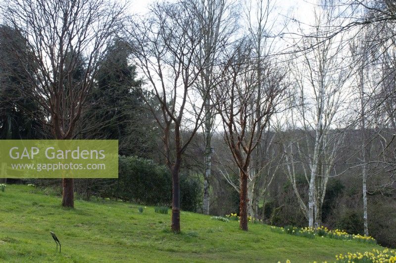 Acer griseum and birch trees in John's Garden at Ashwood Nurseries - Kingswinford - Spring