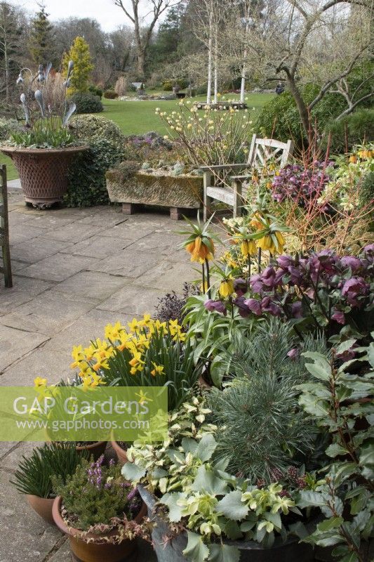 Spring planting in pots on the terrace in John's Garden at Ashwood Nurseries - Kingswinford - Spring