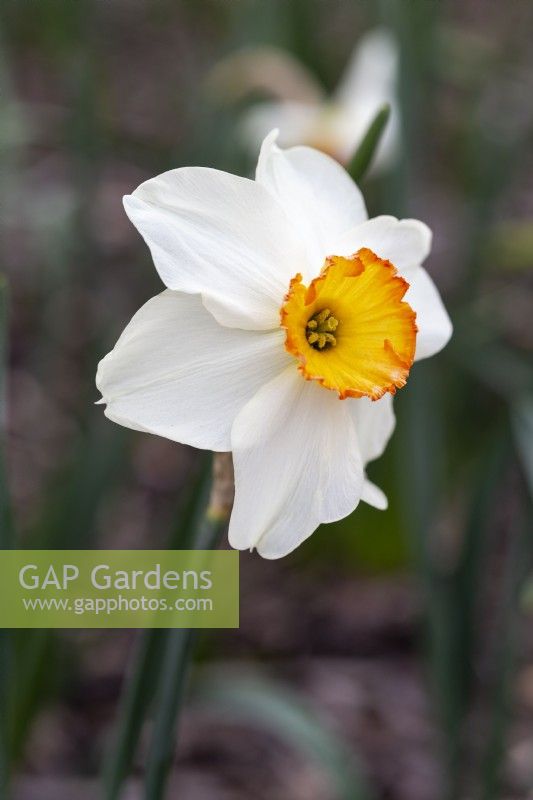 Narcissus 'Red Hackle'