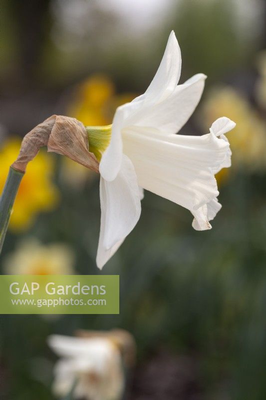 Narcissus 'Tain'